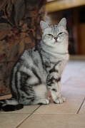 BRITISH SHORTHAIR 049